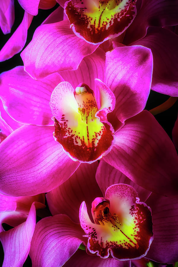 Beautiful Yellow And Pink Orchid Photograph by Garry Gay