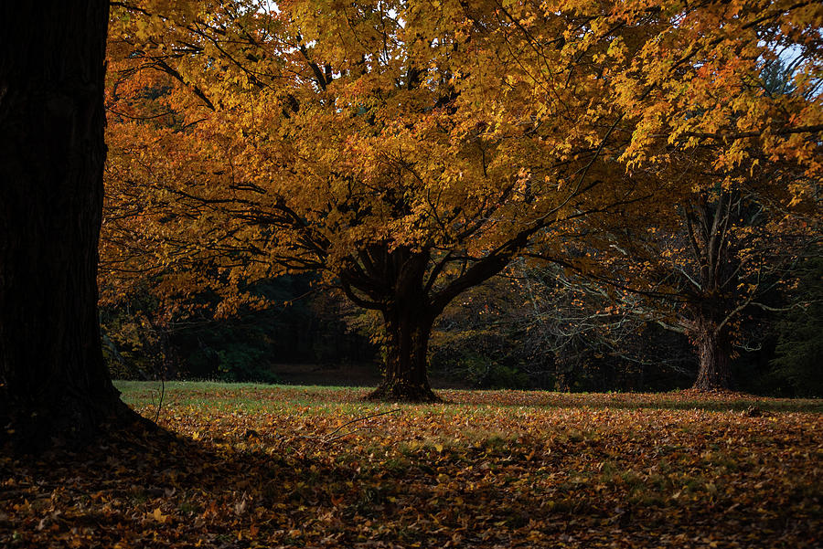 Beautiful Yellow Autumn Tree in Ipswich Massachusetts Waldingfield Road Photograph by Toby McGuire