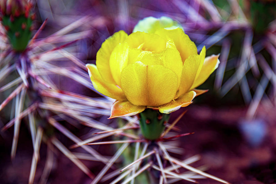 Beautiful Yellow Cactus Photograph by Elijah Rael