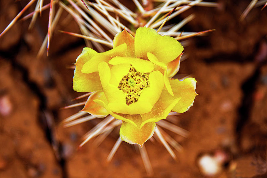 Beautiful Yellow Cactus Flower Photograph by Elijah Rael