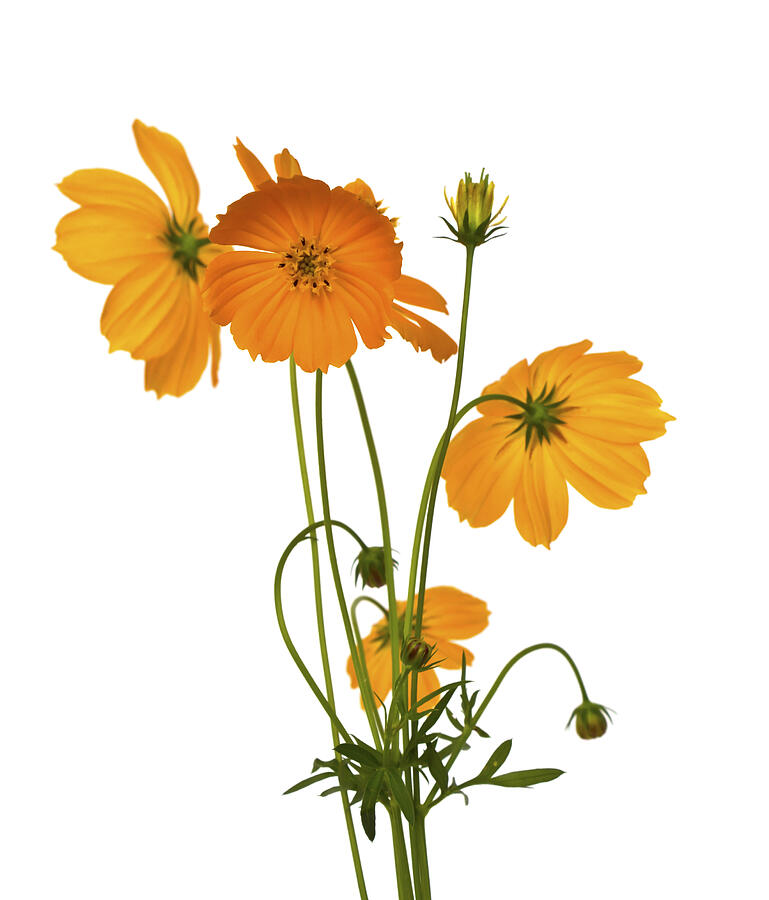 Beautiful yellow flower (Cosmos) isolated on white background. Photograph by Jannoon028