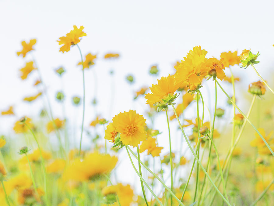 Beautiful Yellow Flowers Photograph by Katie Dobies