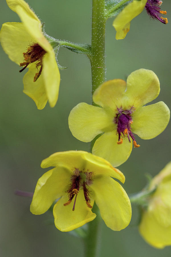 Beautiful Yellow Moth Mullein Wildflowers - Verbascum blattaria Photograph by Kathy Clark