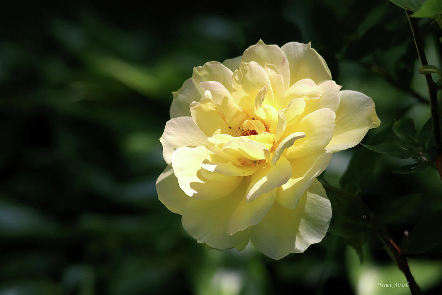 Flower Photograph - Beautiful Yellow Rose by Trina Ansel