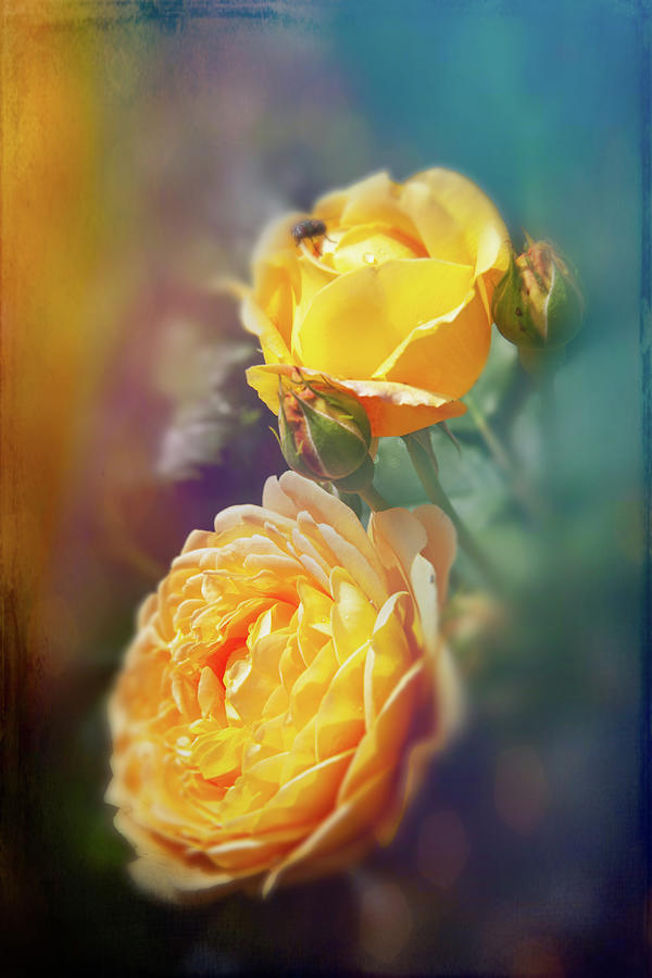 Beautiful Yellow Roses Photograph by Sue Leonard