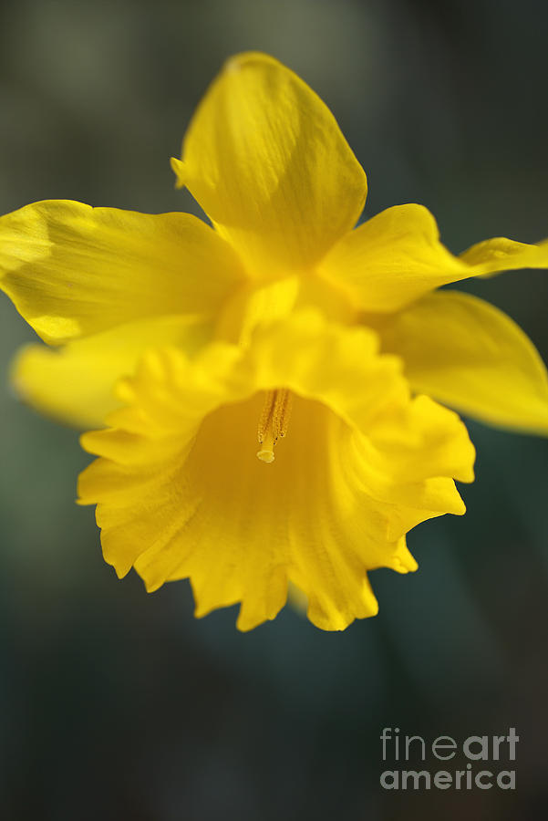 Beautiful Yellow Spring Daffodil Photograph by Joy Watson
