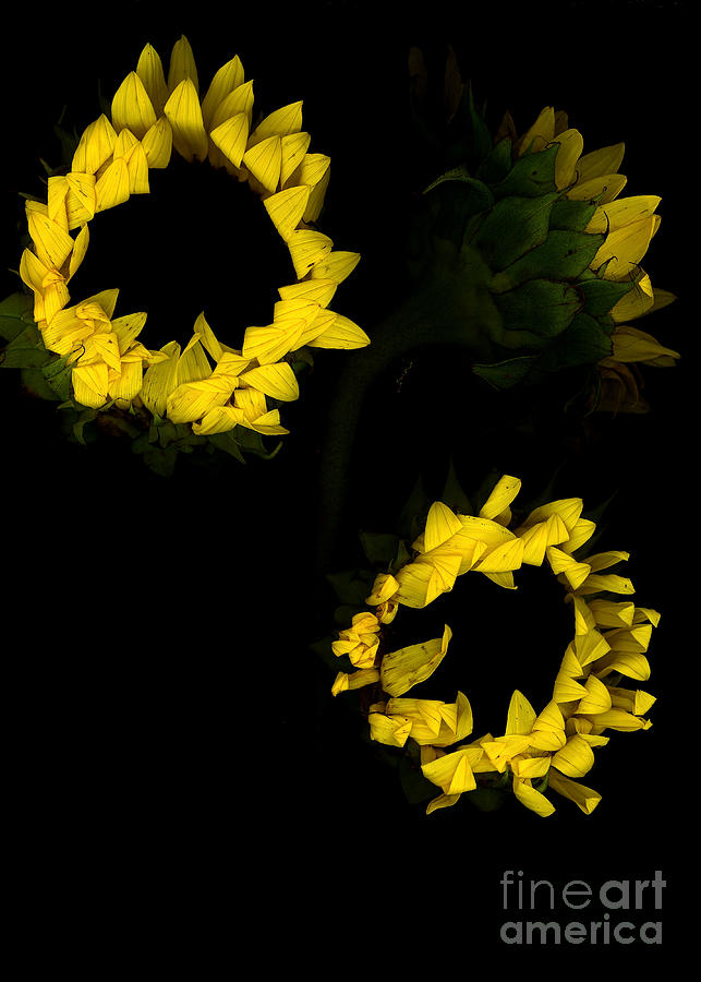 Beautiful yellow sunflowers Digital Art by Bruce Rolff