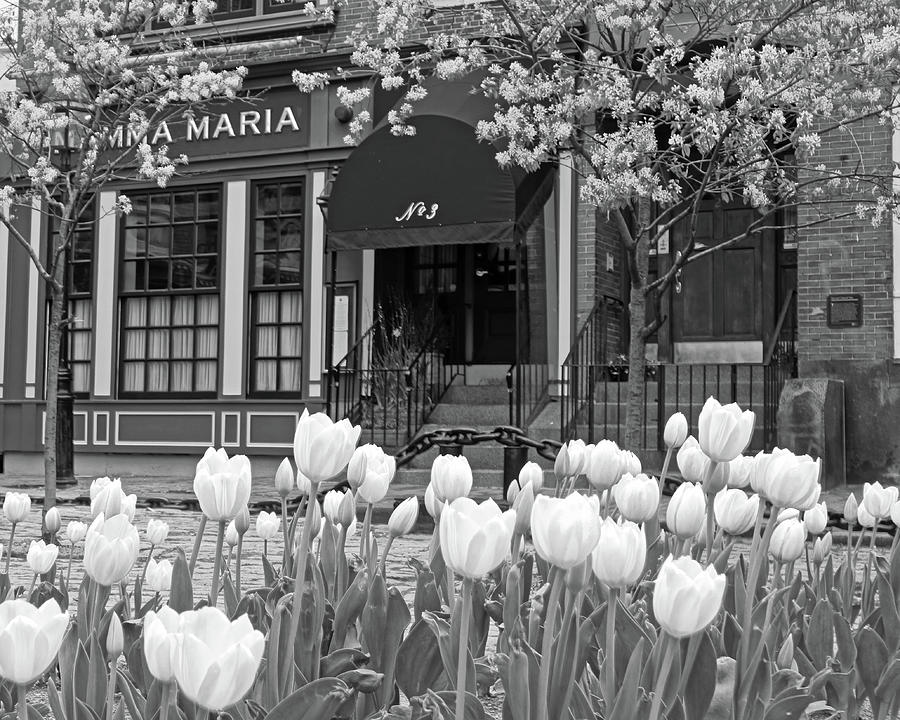 Beautiful Yellow Tulips in the North End of Boston Mamma Maria Black and White Photograph by Toby McGuire