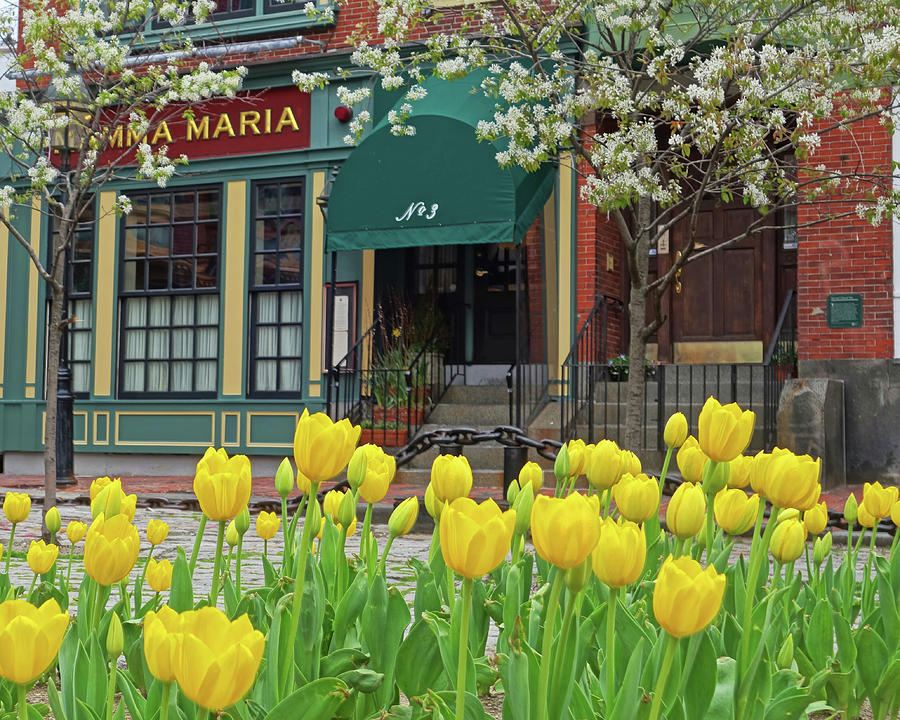Beautiful Yellow Tulips in the North End of Boston Mamma Maria Photograph by Toby McGuire