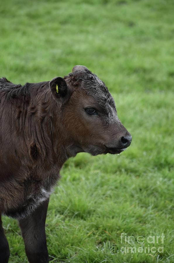 Beautiful Young Brown Calf in a Grass Pasture Photograph by DejaVu