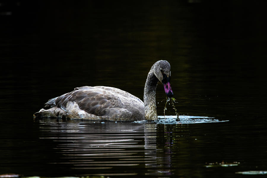 Beautiful young trumpeter swan Photograph by Michelle Pennell