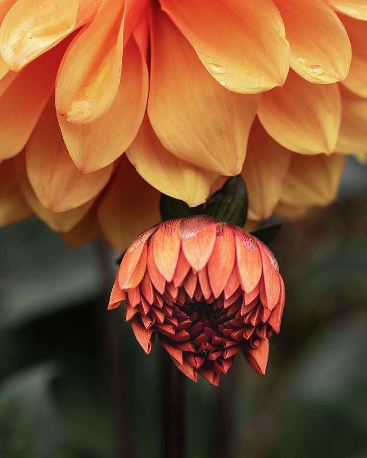 Beautifully Composed Macro Close Up Image Of Dahlia Asterales Or Photograph