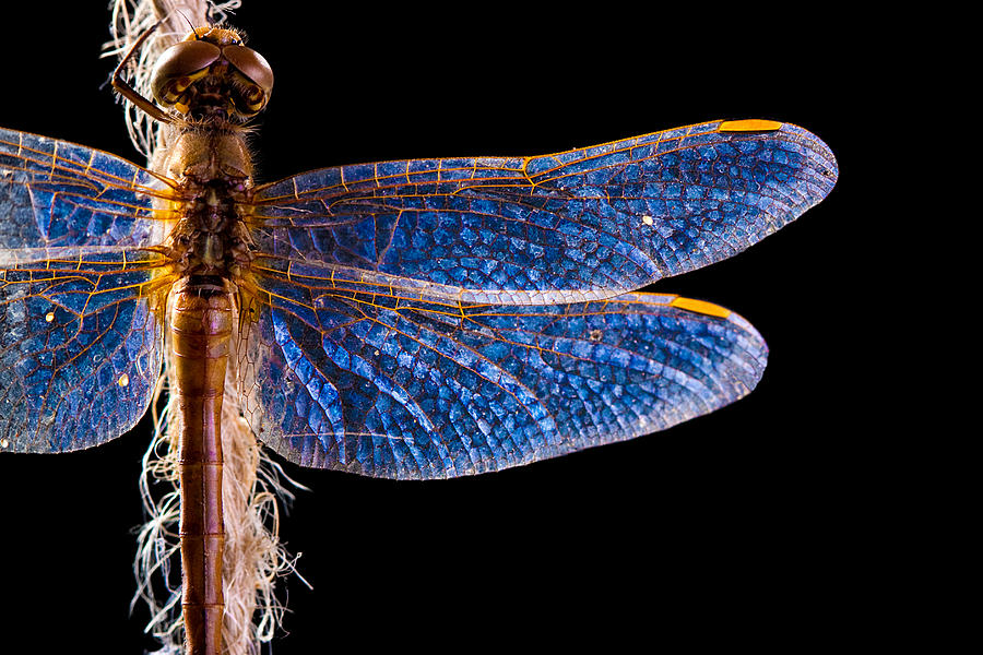 Beautifully Lit Dragonfly on Black Background Photograph by DaydreamsGirl
