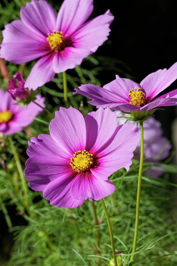 Beautious Cosmos  Photograph by Kathy Clark