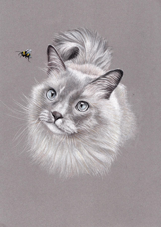 Cat Painting - Beauty and the Bee - Persian Cat by Debra Hall