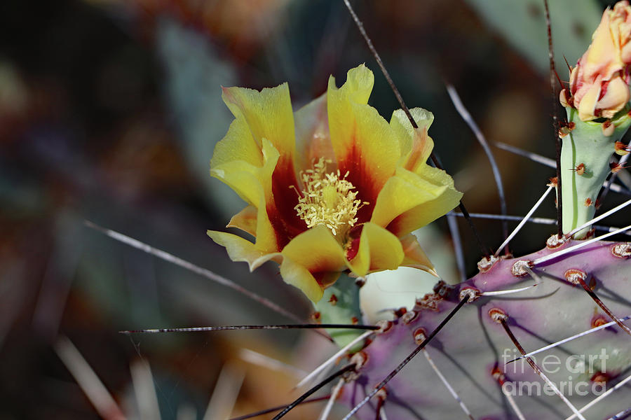 Nature Photograph - Beauty And Thorns by Christiane Schulze Art And Photography