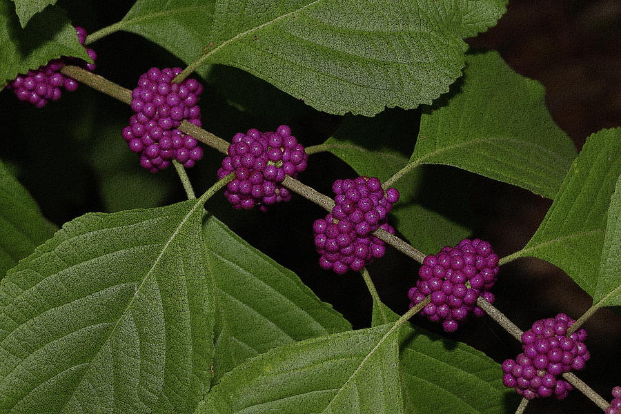 Beauty Berry in Texture Photograph by Mingming Jiang