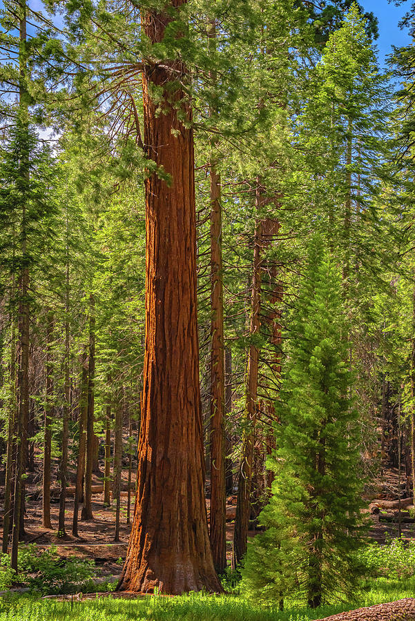 Beauty in a Forest Photograph by Lucia Vega - Fine Art America