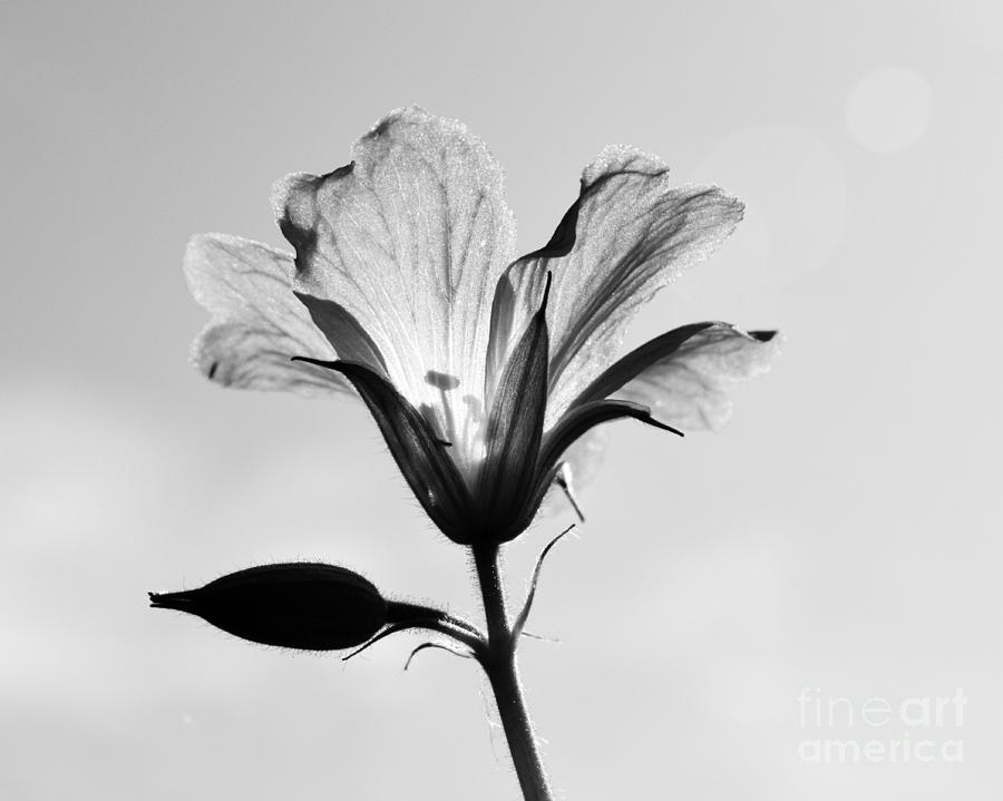 Nature Photograph - Beauty in Black and White by Ekta Gupta