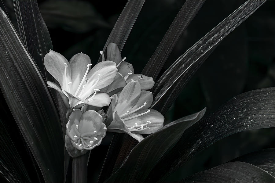 Beauty in Black and White by Ronald Santini Beauty in Black and White by Ronald Santini