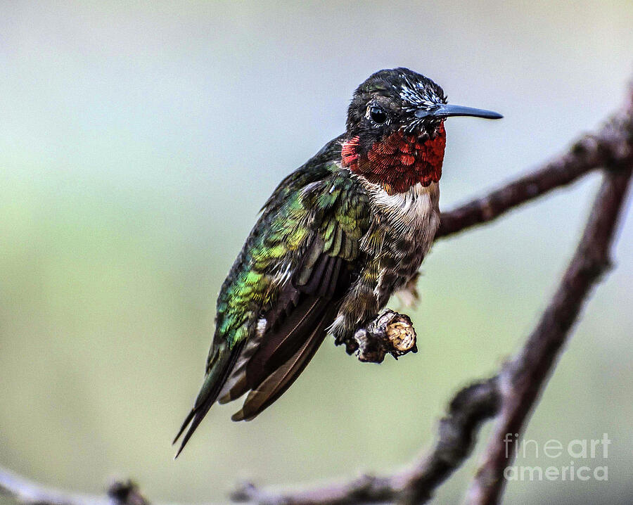Beauty In Progress - Ruby-throated Hummingbird Photograph
