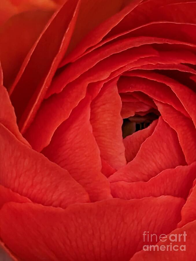 Nature Photograph - Beauty in Red by Ekta Gupta