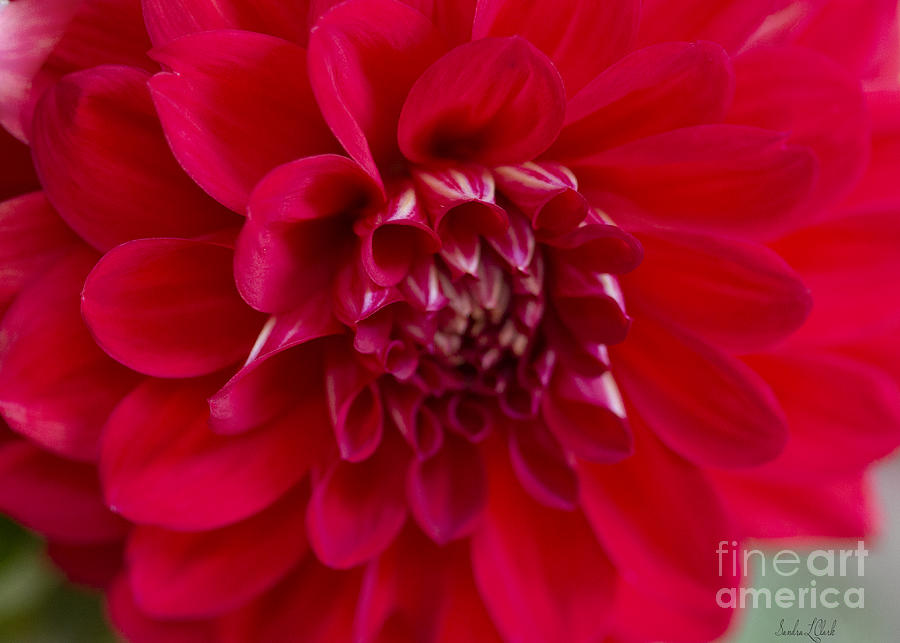 Beauty in Red Photograph by Sandra Clark