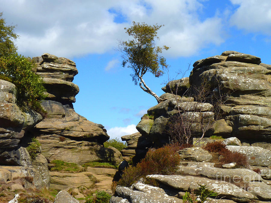 Nature Photograph - Beauty In Rocks, And The Adaptability Of Nature by Christopher Gill