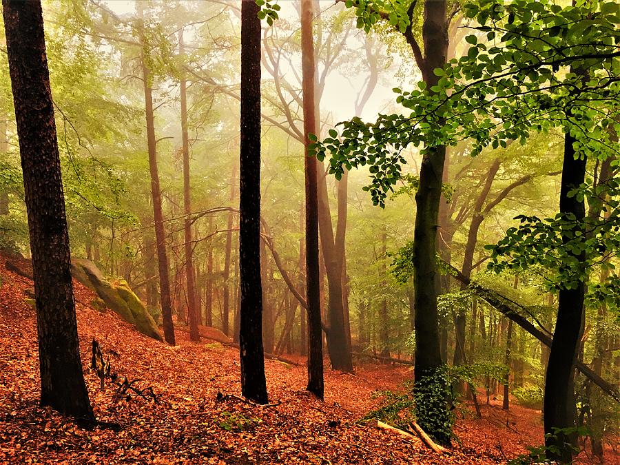 Beauty In The Foggy Woods Photograph