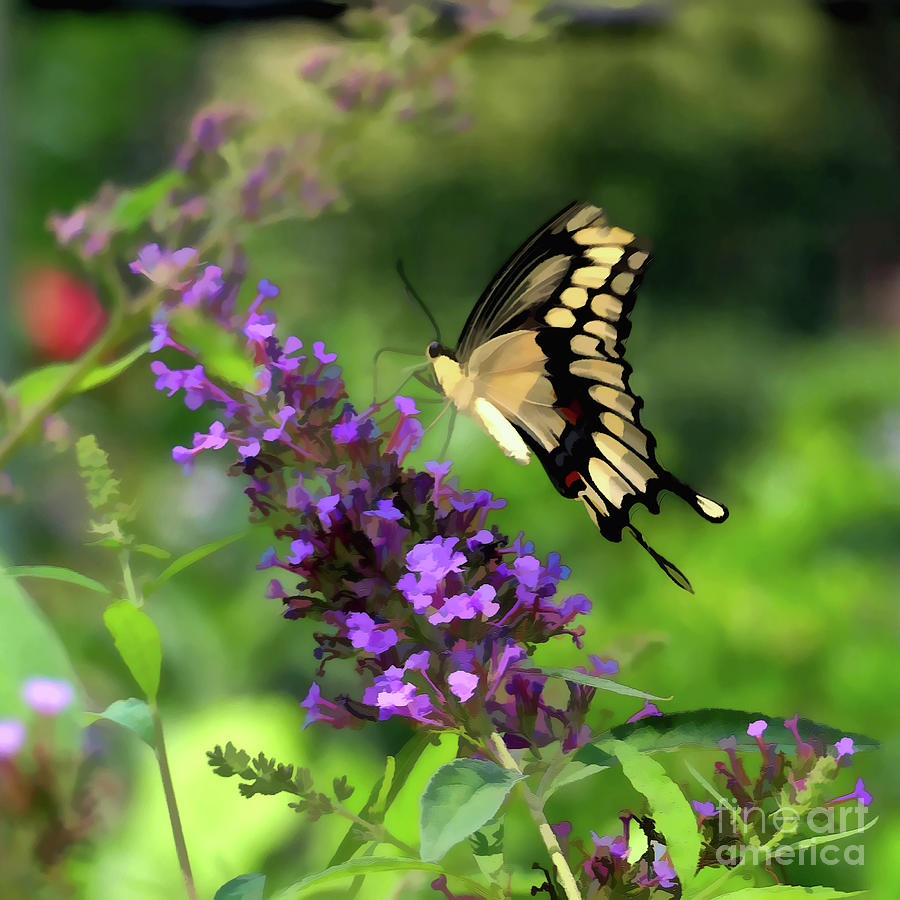 Beauty in the Garden Digital Art by Amy Dundon