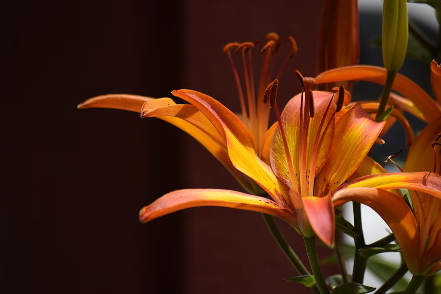 Beauty in the Lilies Photograph by Lkb Art And Photography | Fine Art ...