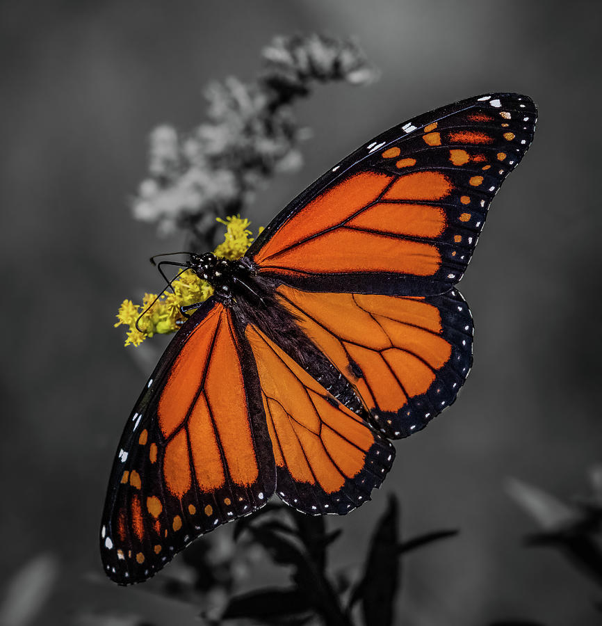 Beauty of a Monarch Photograph by Brian Shoemaker