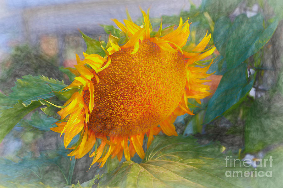 Beauty of a sunflower  Photograph by Janice Drew