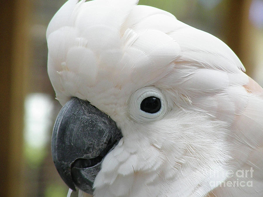 Beauty of a White Cockatoo Up Close  Photograph by DejaVu Designs