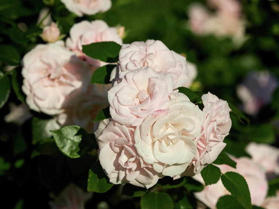 Beauty of Aspirin Rose Photograph by Jouko Lehto Fine Art America