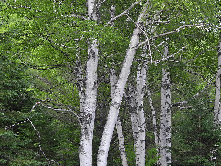 Beauty of Birches Mixed Media by Lynda Lehmann