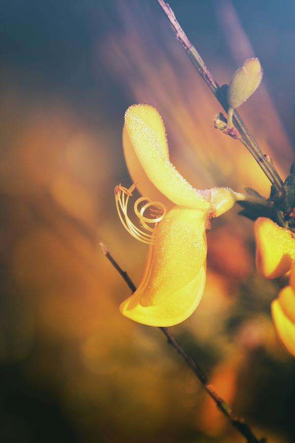 Beauty Of Cytisus Photograph by Jaroslav Buna