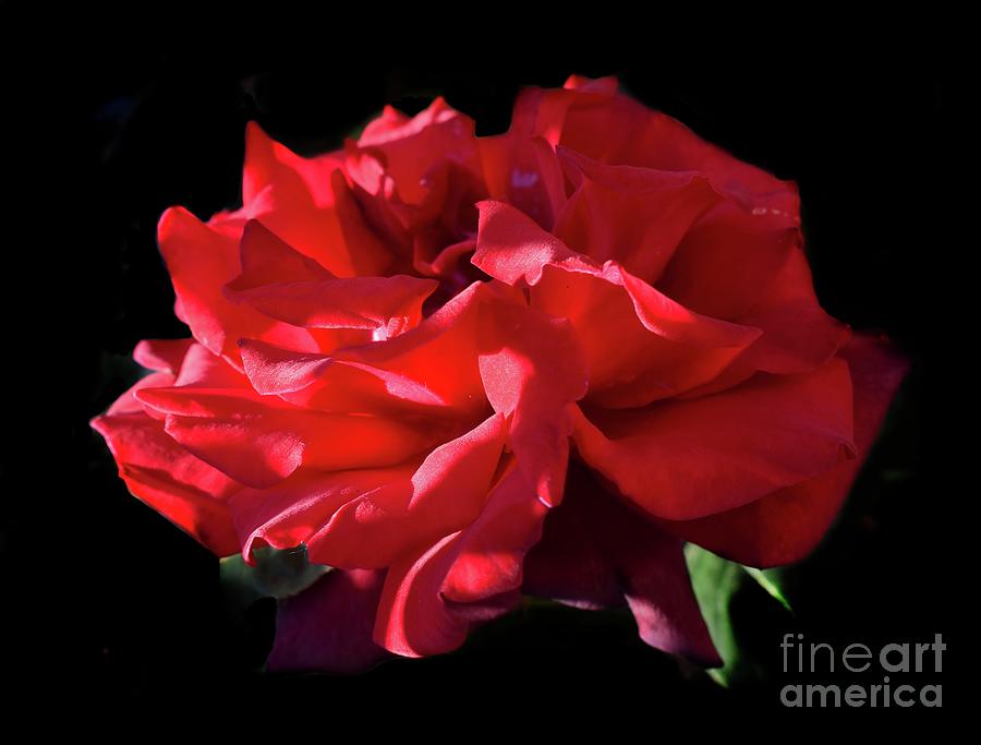 Beauty Of Dark Red Rose Grand Chateau II Photograph by Leonida Arte