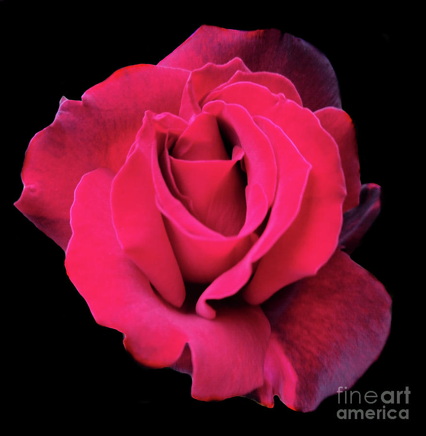 Beauty Of Dark Red Rose Grand Chateau Photograph by Leonida Arte