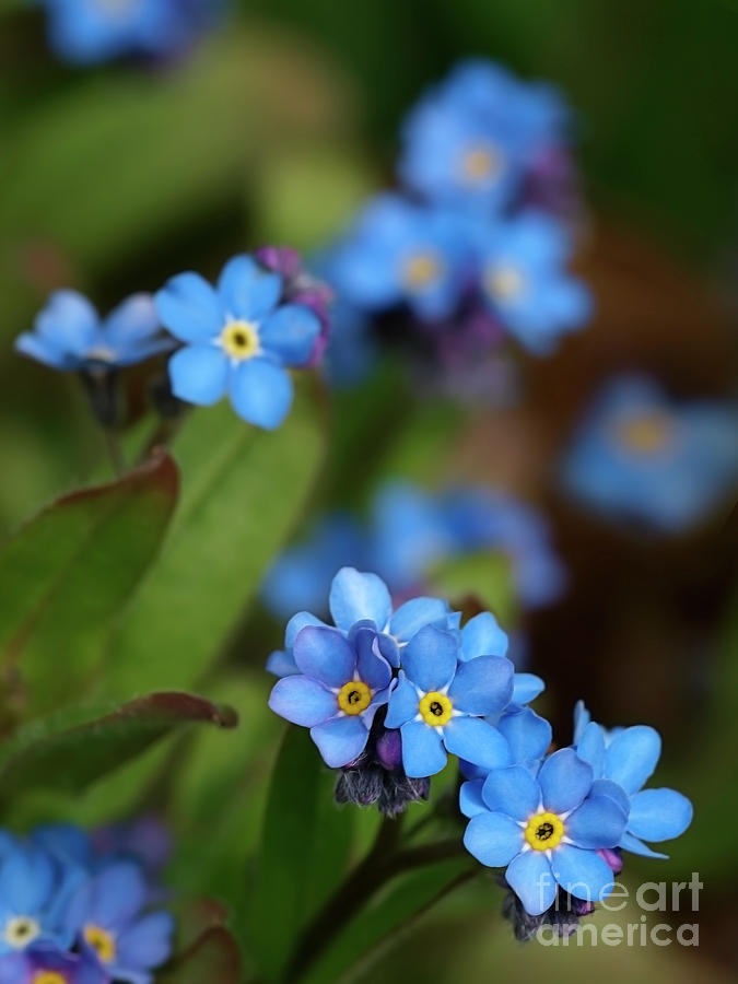 Beauty Of Flowers - Forget-me-not Photograph by Tatiana Bogracheva