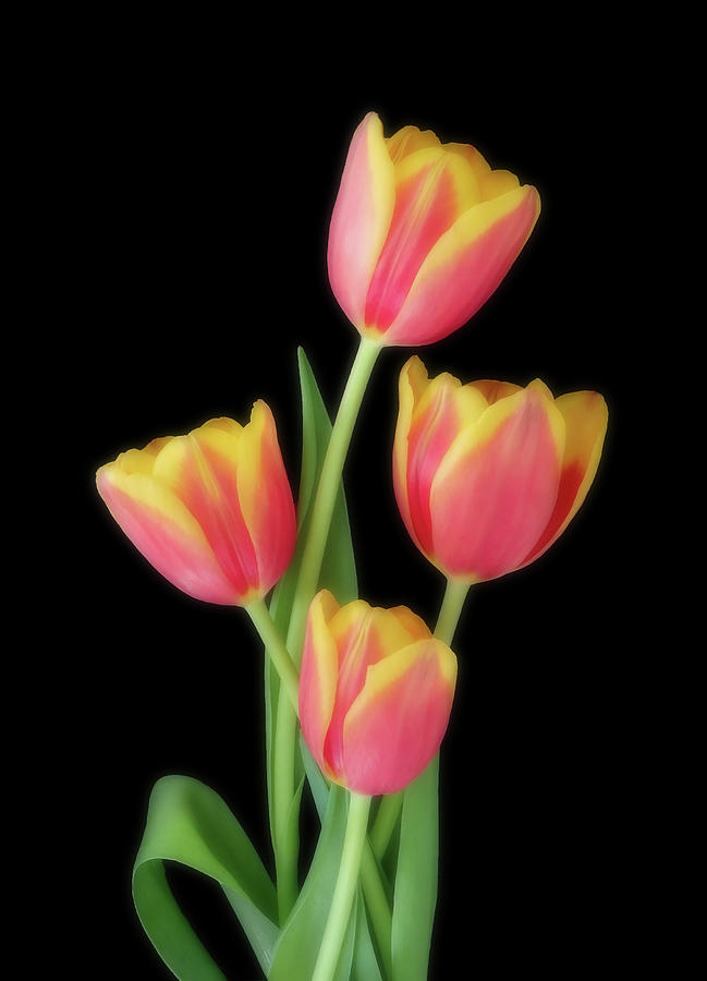 Tulip Photograph - Beauty Of Four by Johanna Hurmerinta