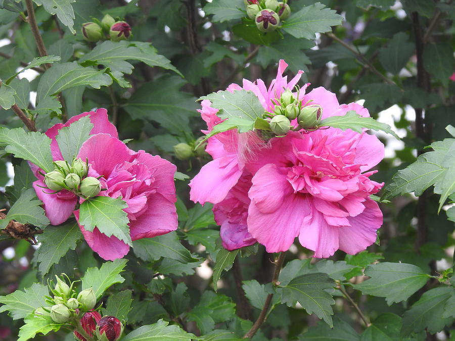 Beauty of Hollyhocks Photograph by Barbara Ebeling - Fine Art America