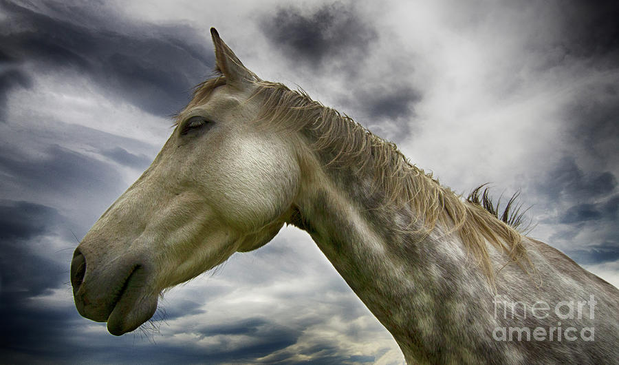A Horse With No Name Photograph by Bob Christopher