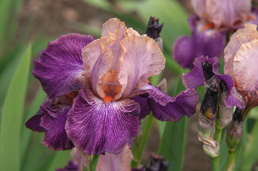 Beauty Of Irises - Adamas 1 Photograph by Jenny Rainbow