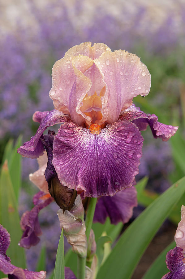 Beauty Of Irises - Adamas 2 Photograph by Jenny Rainbow