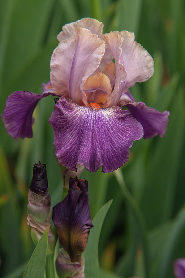 Beauty Of Irises - Adamas Photograph by Jenny Rainbow