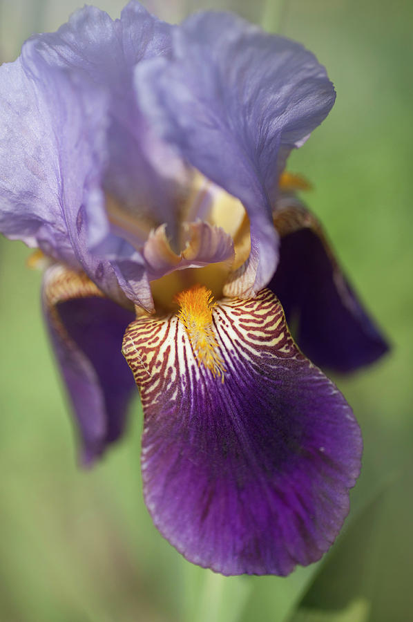 Beauty Of Irises. Alcazar Closeup Photograph by Jenny Rainbow
