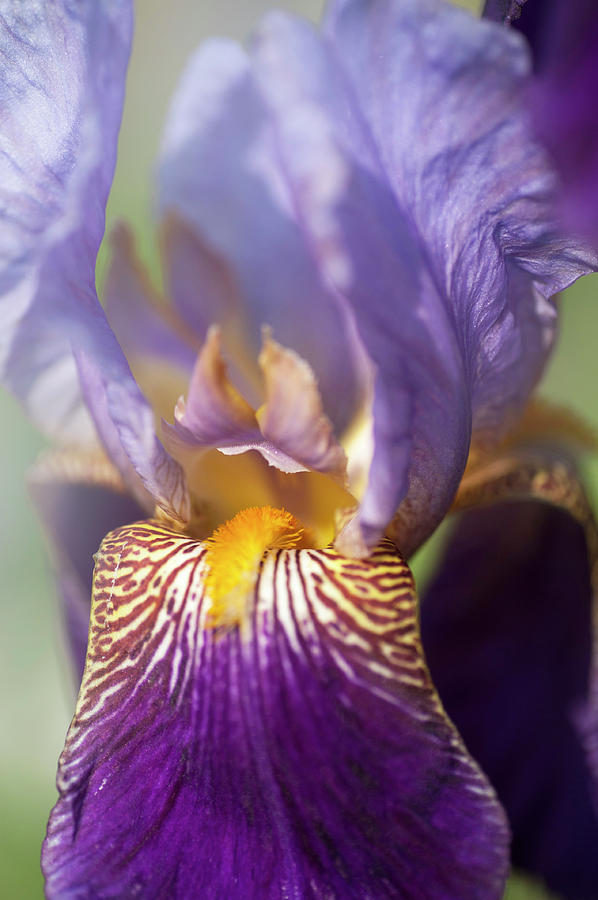 Beauty Of Irises. Alcazar Macro Photograph by Jenny Rainbow