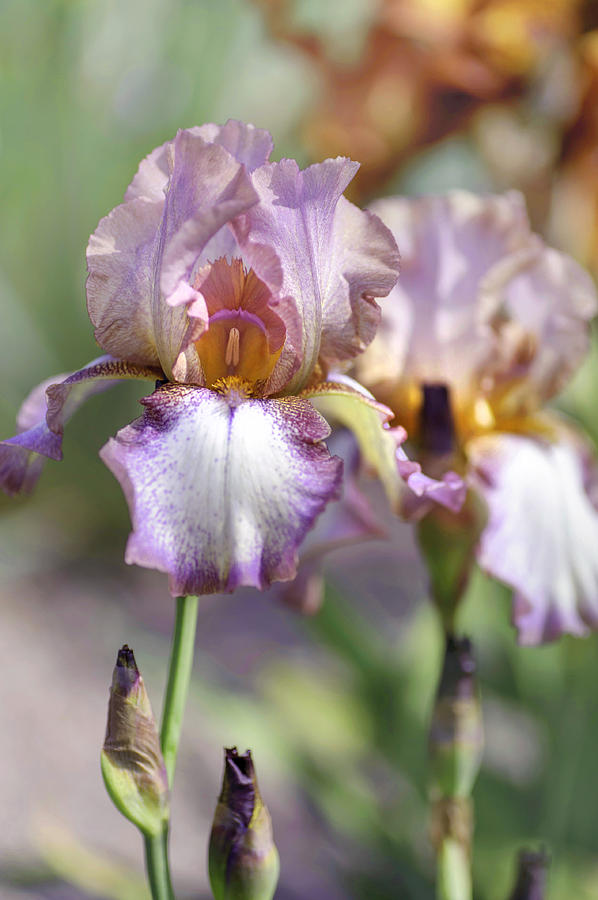 Beauty Of Irises. Alena 1 Photograph by Jenny Rainbow