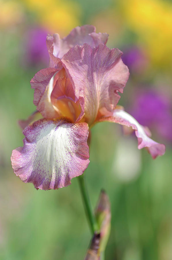 Beauty Of Irises. Alena 2 Photograph by Jenny Rainbow